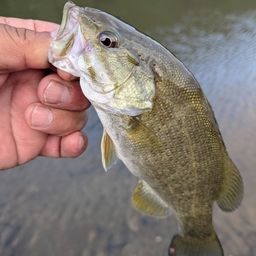 スモールマウスバス