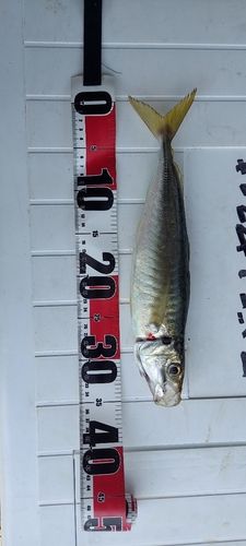 マアジの釣果