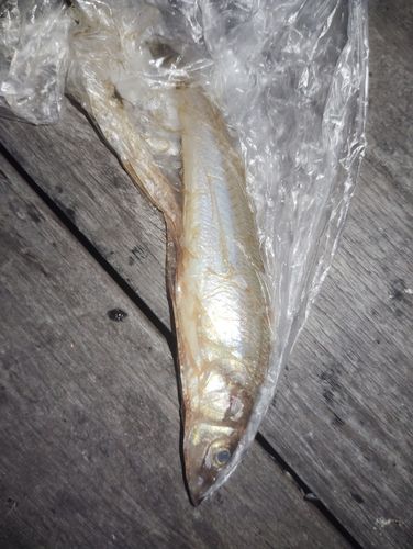 キスの釣果
