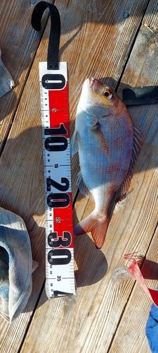 マダイの釣果
