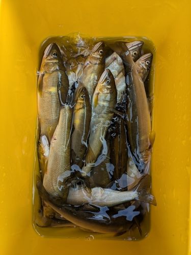アユの釣果