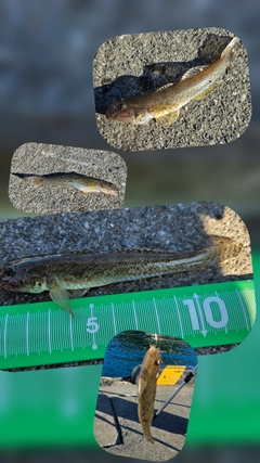 ハゼの釣果