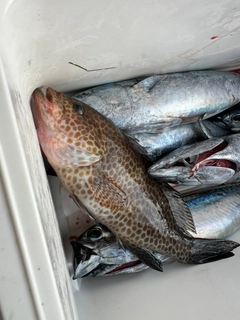 オオモンハタの釣果