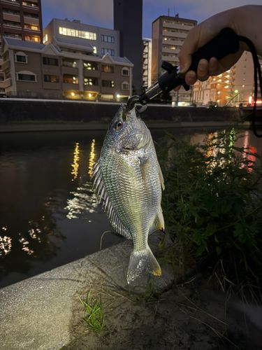 キビレの釣果