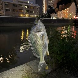 キビレ
