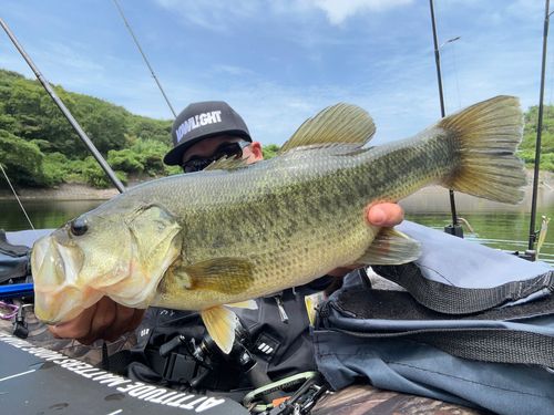 ブラックバスの釣果