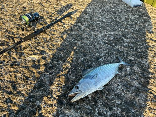 ハガツオの釣果