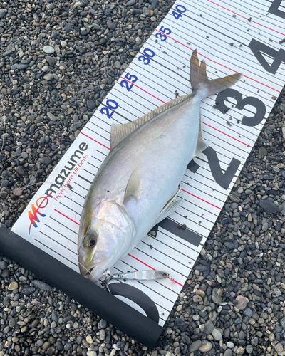 シオの釣果