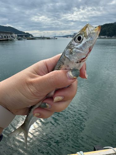 マイワシの釣果