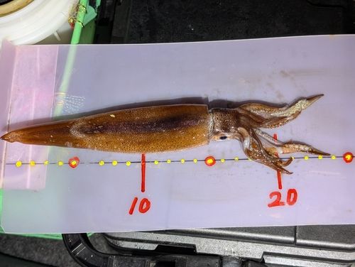 スルメイカの釣果