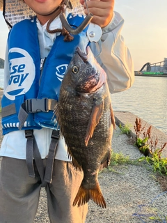 チヌの釣果