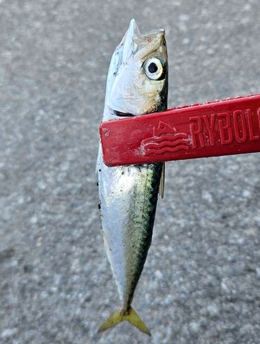 サバの釣果