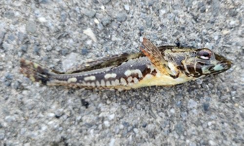 アナハゼの釣果