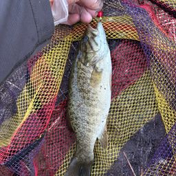 スモールマウスバス