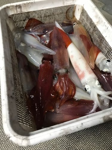 ケンサキイカの釣果