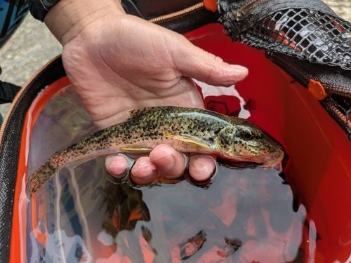 カマツカの釣果