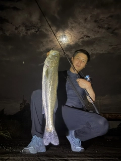 マルスズキの釣果