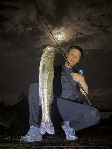 マルスズキの釣果