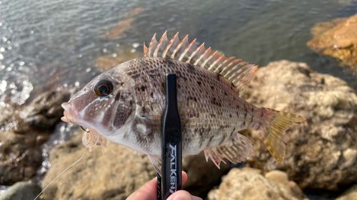 タマンの釣果