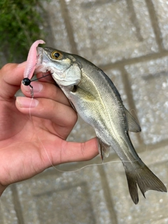 セイゴ（マルスズキ）の釣果