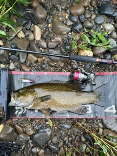 スモールマウスバスの釣果
