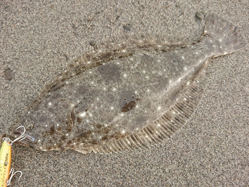 ヒラメの釣果