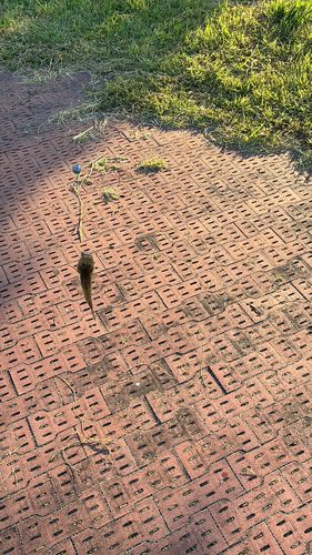 ウロハゼの釣果
