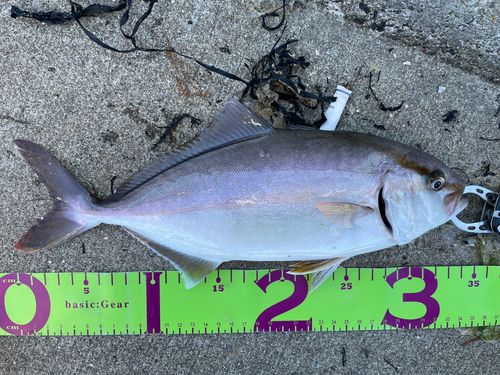ショゴの釣果