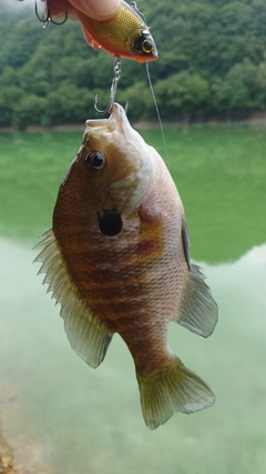 ブルーギルの釣果