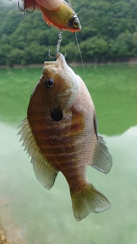ブルーギルの釣果
