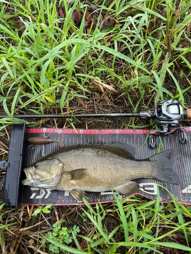 スモールマウスバスの釣果
