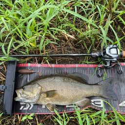 スモールマウスバス