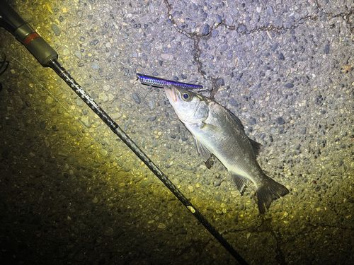 セイゴ（ヒラスズキ）の釣果