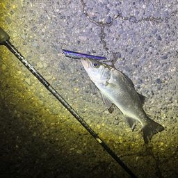 セイゴ（ヒラスズキ）