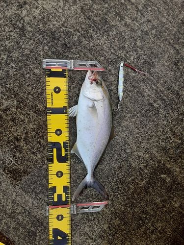 ショゴの釣果
