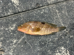 アコウの釣果