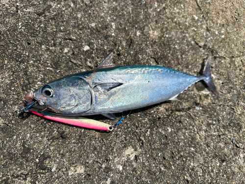 ソウダガツオの釣果