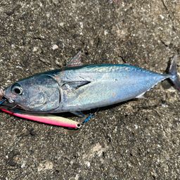ソウダガツオ