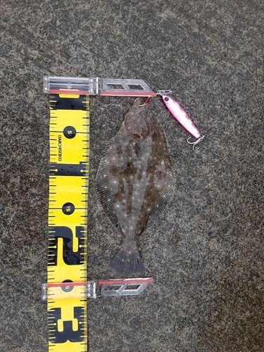 ヒラメの釣果