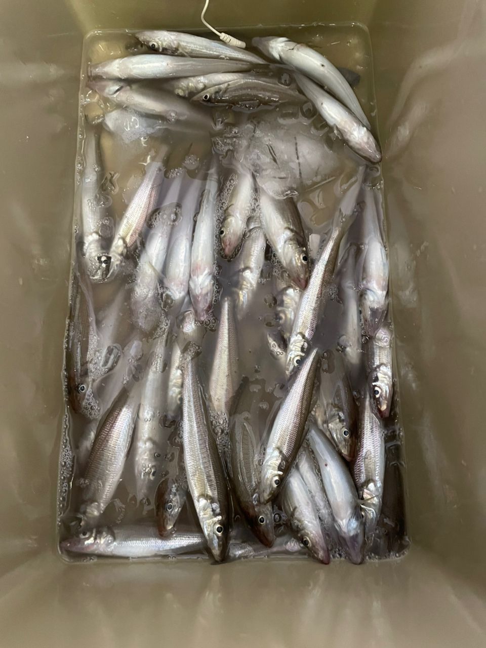 Noel883さんの釣果 2枚目の画像