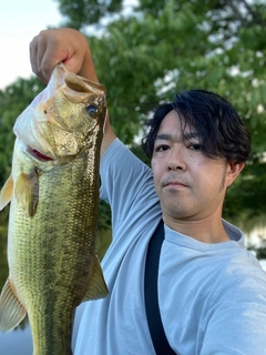 ラージマウスバスの釣果
