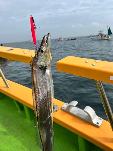 タチウオの釣果