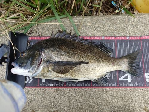 クロダイの釣果