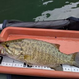 スモールマウスバス