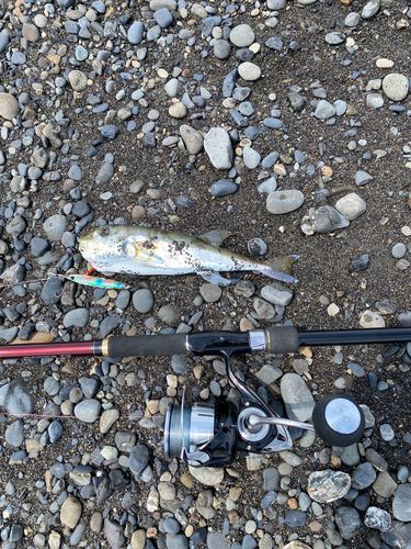 シロサバフグの釣果