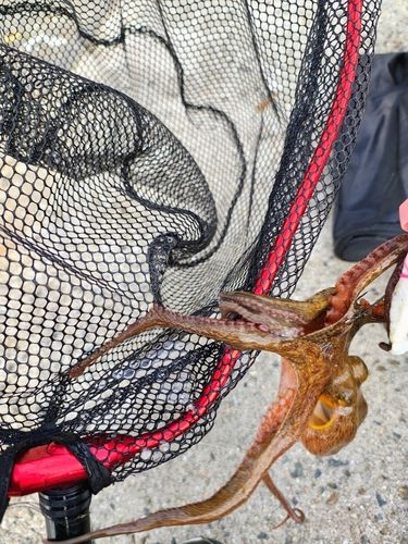 タコの釣果