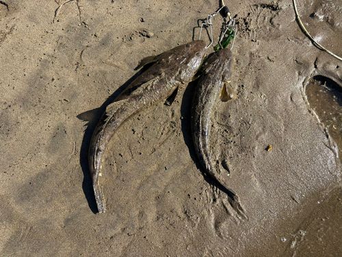 マゴチの釣果