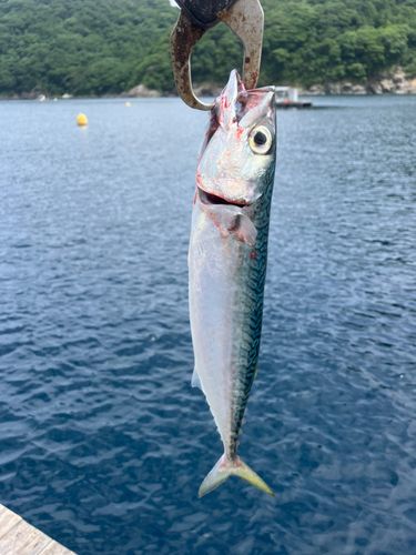 サバの釣果