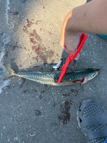 サバの釣果