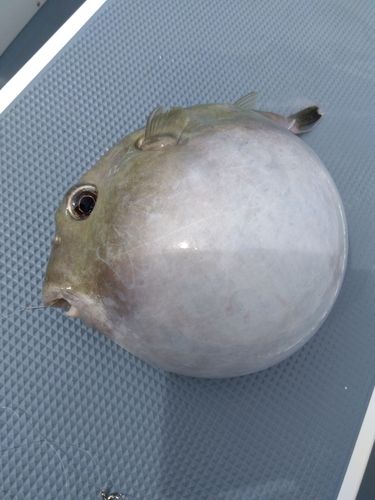 ヨリトフグの釣果
